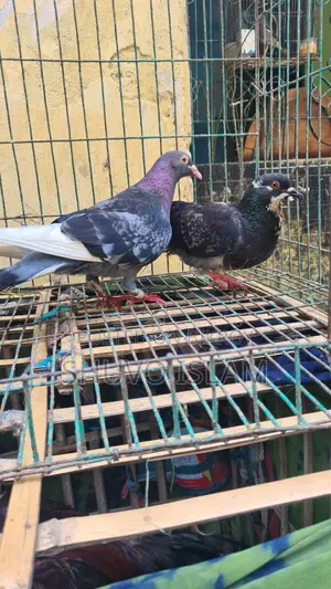 3 Pairs of Pigeons