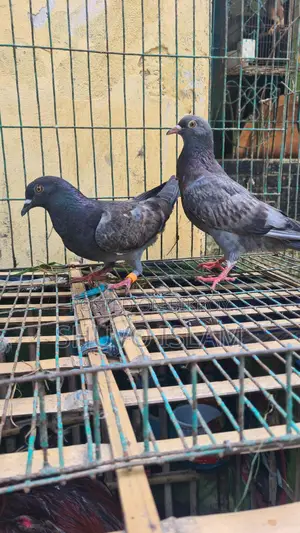 3 Pairs of Pigeons