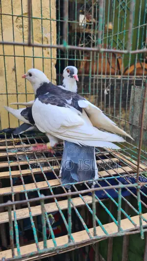 3 Pairs of Pigeons
