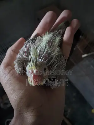 3 Grey Cockatiel chicks for sale