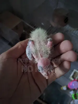 3 Grey Cockatiel chicks for sale