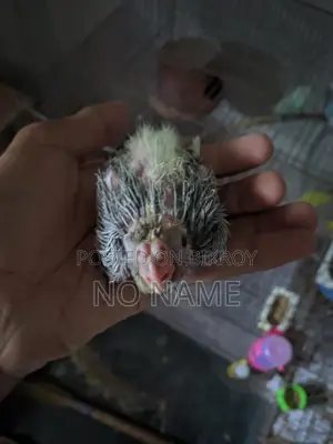 3 Grey Cockatiel chicks for sale