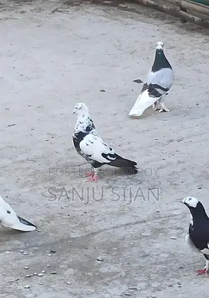 Rajshahi Pure Giribuz Male