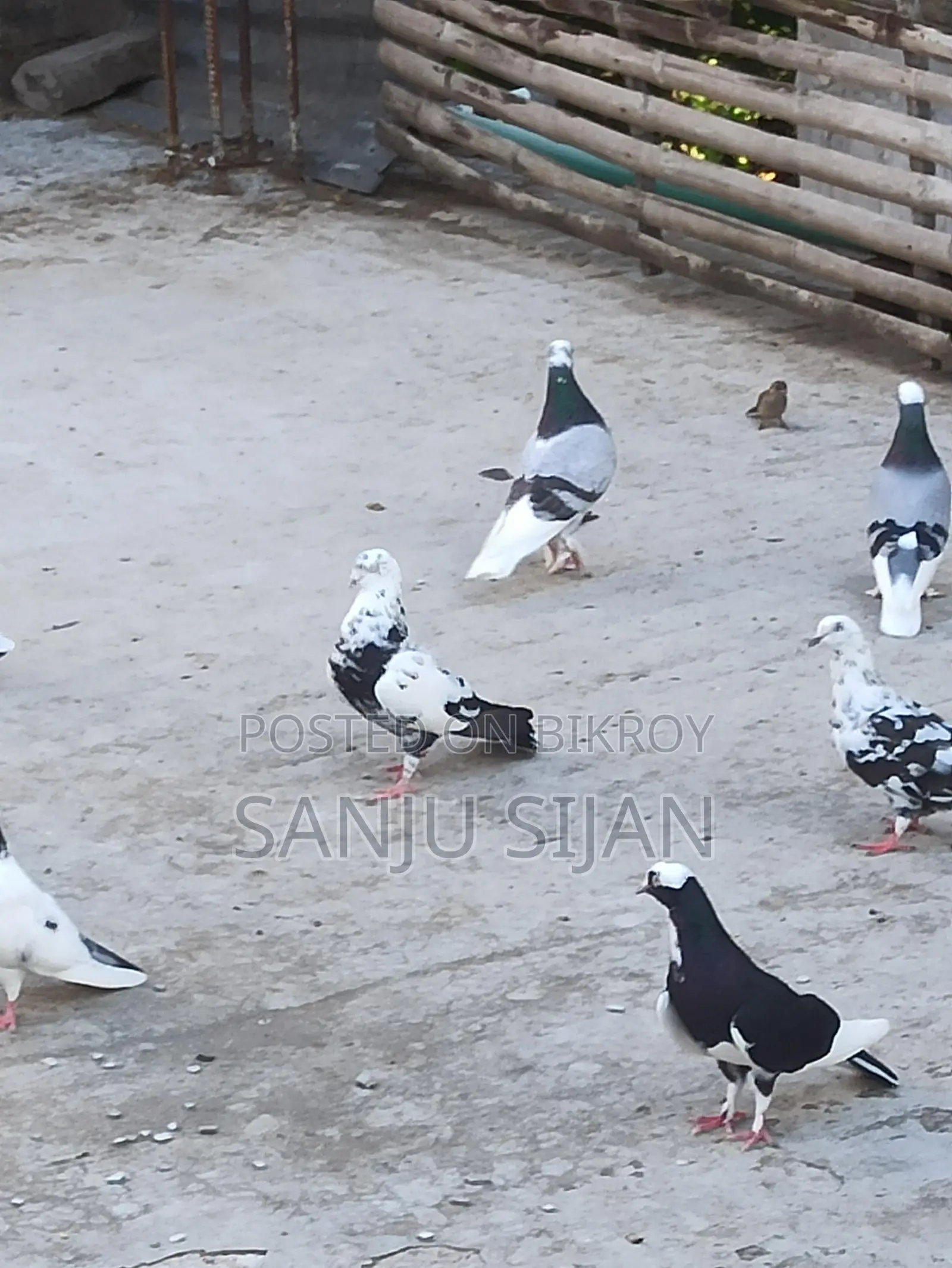 Rajshahi Pure Giribuz Male