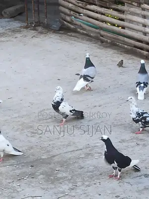 Rajshahi Pure Giribuz Male
