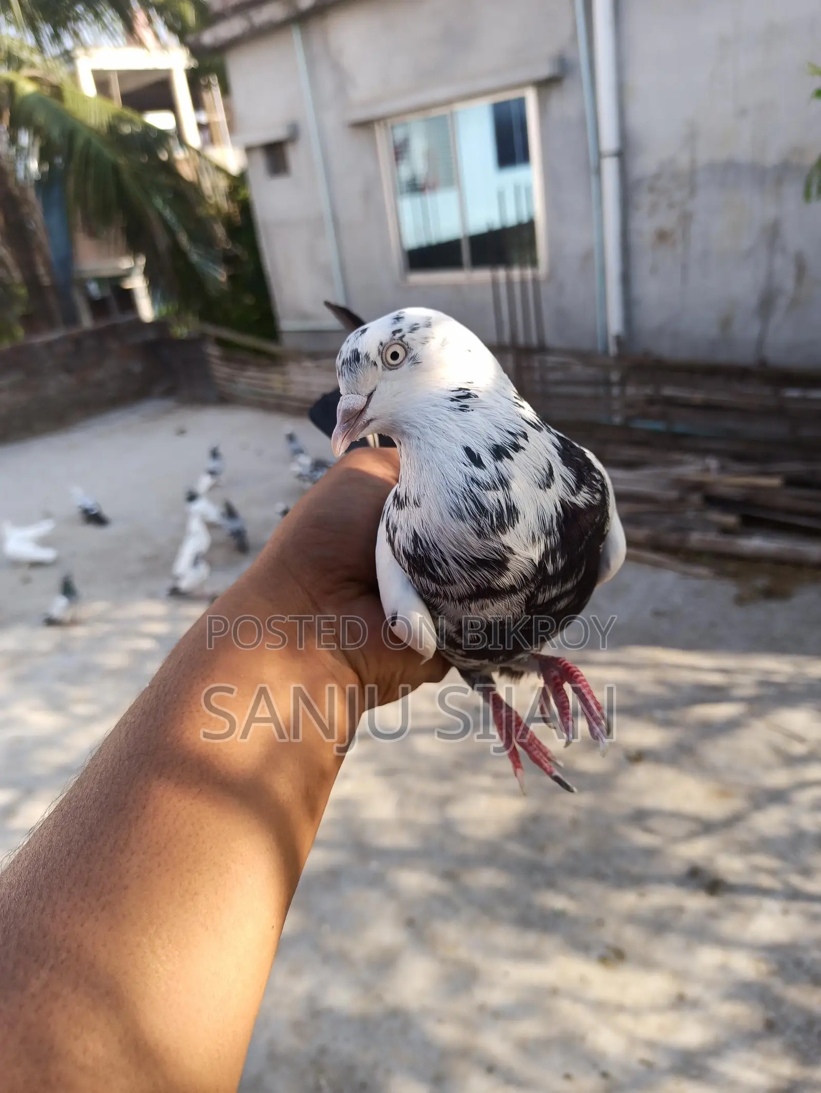 Rajshahi Pure Giribuz Male