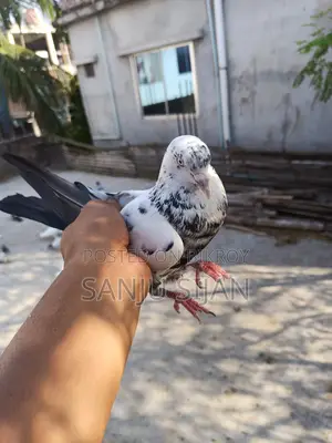 Rajshahi Pure Giribuz Male