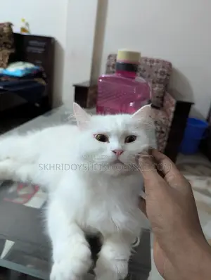 ১+ বছর বয়সী মহিলা বিশুদ্ধ পার্শিয়ান বিড়াল