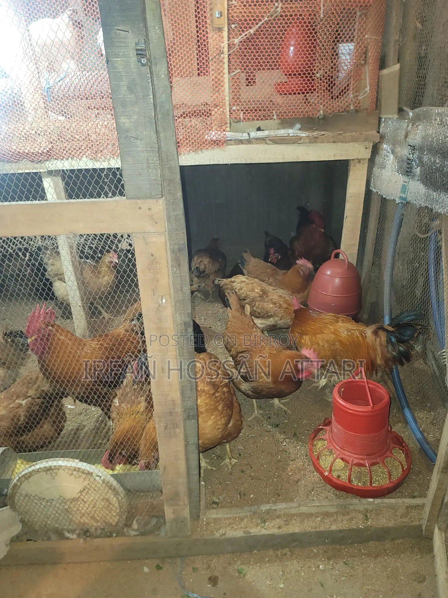 Tiger Chicken Hatching Eggs