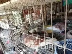 Various Breeds of Pigeons for Sale