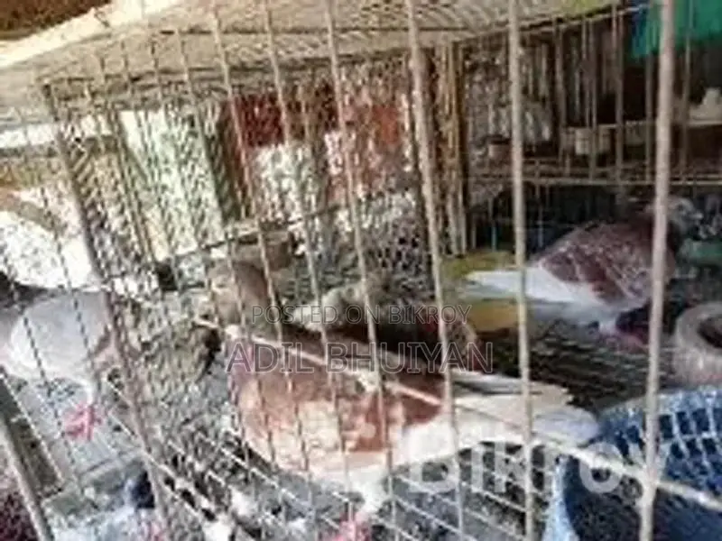Various Breeds of Pigeons for Sale