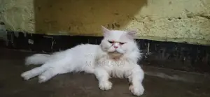 ঐতিহ্যবাহী পার্সিয়ান বিড়াল