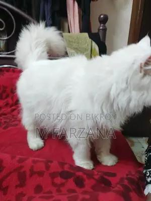 ঐতিহ্যবাহী পার্সিয়ান বিড়াল