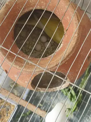 ১ জোরা পাখি বিক্রি করবো