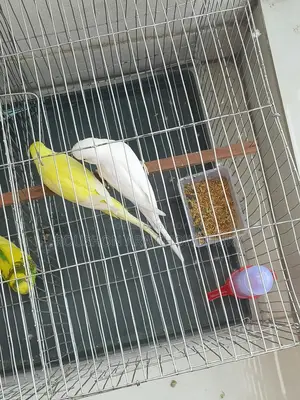 ১ জোরা পাখি বিক্রি করবো