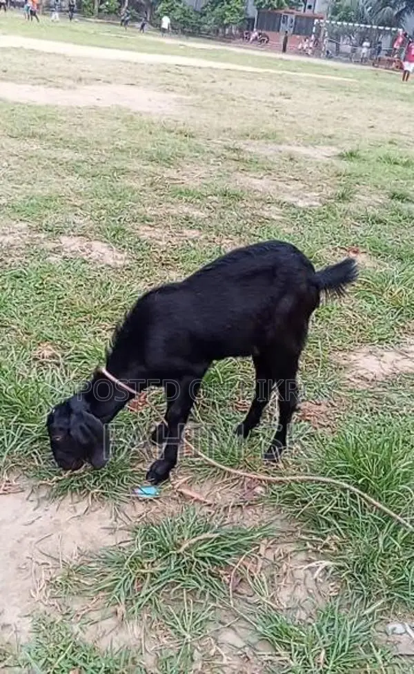 Black Bengal Goat