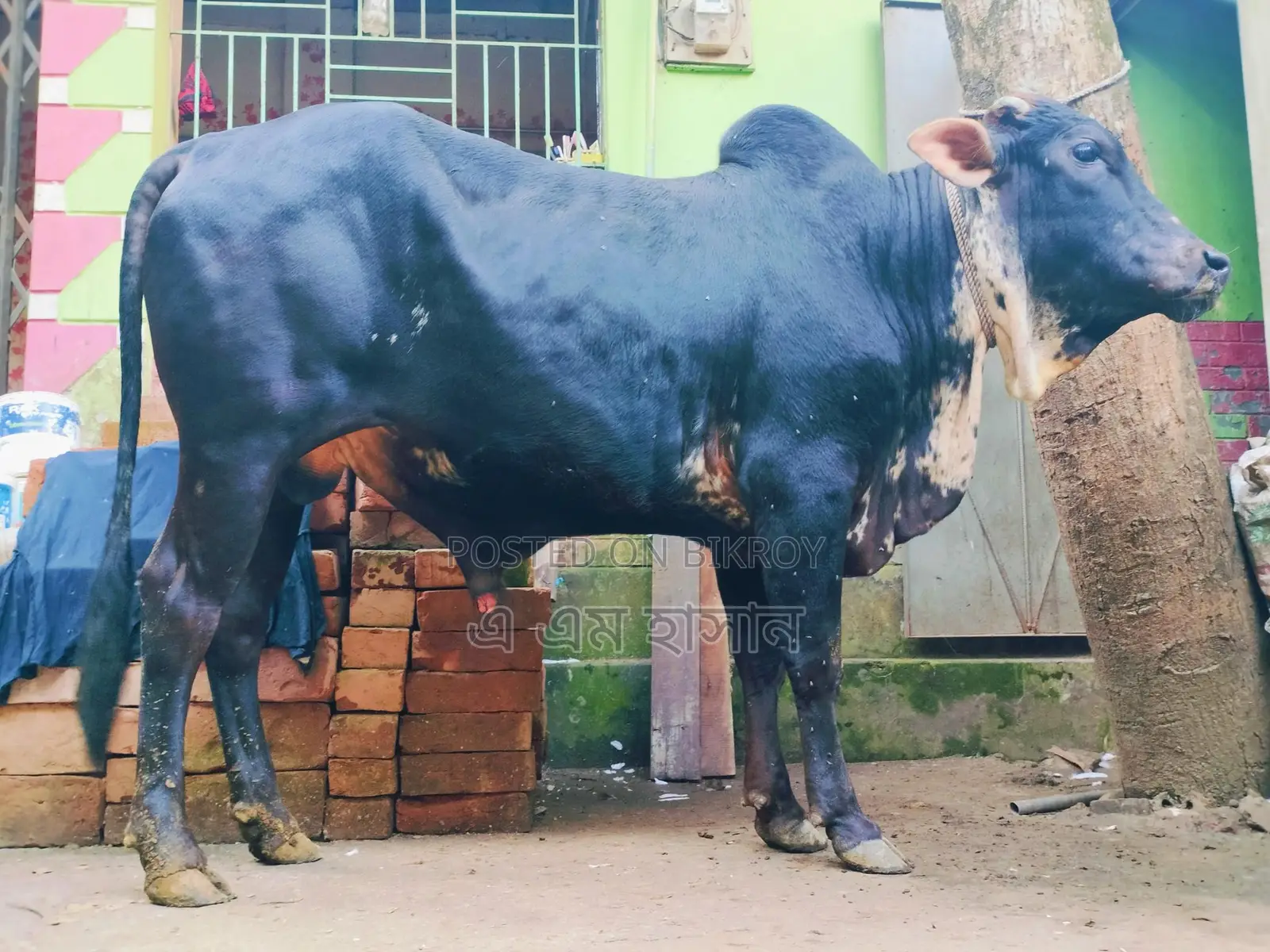 কুরবানির গরু