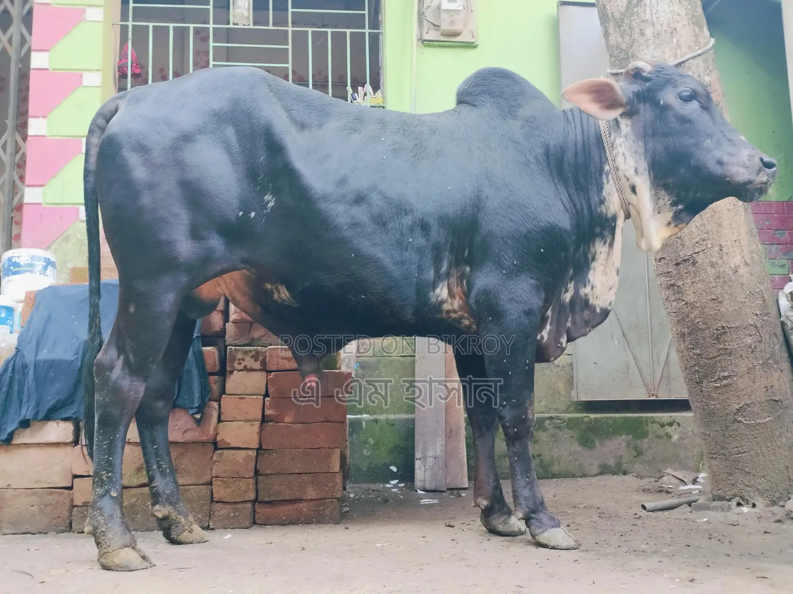 কুরবানির গরু