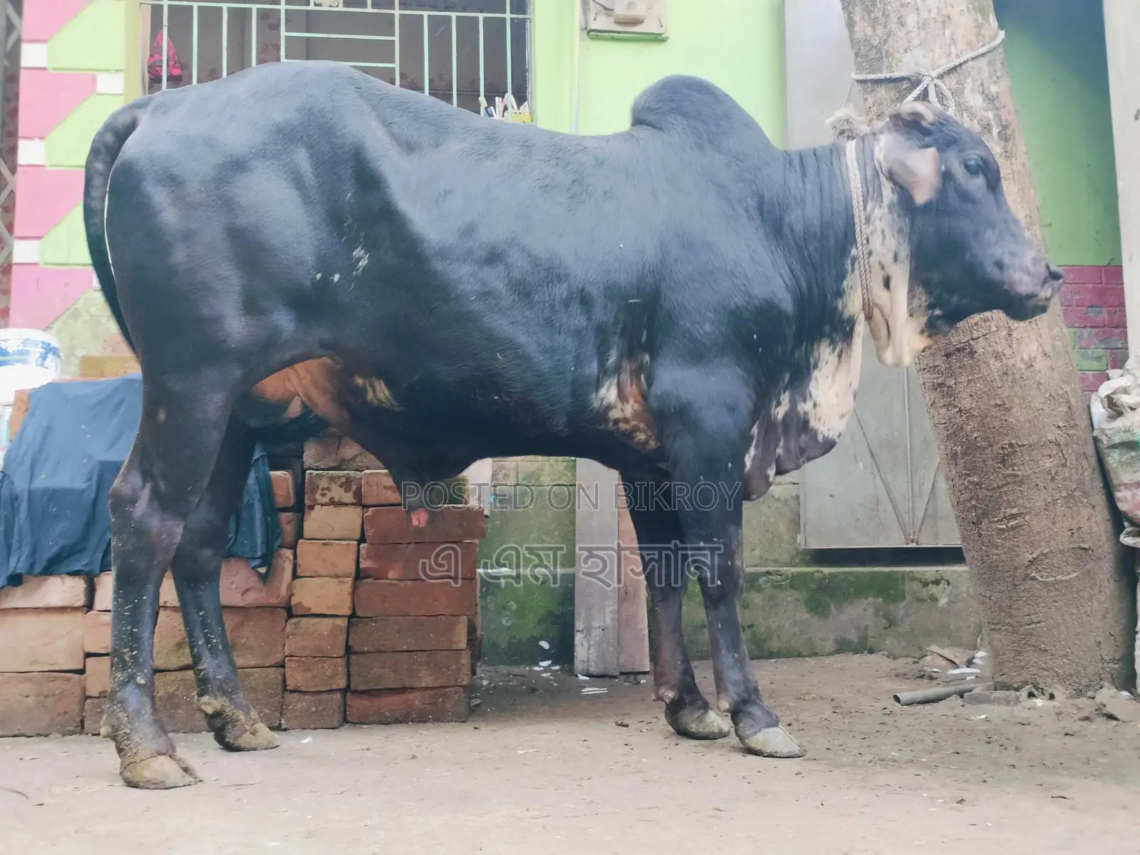 কুরবানির গরু