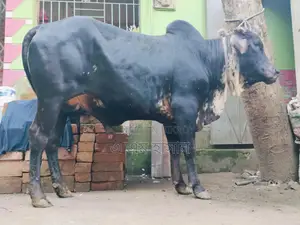 কুরবানির গরু