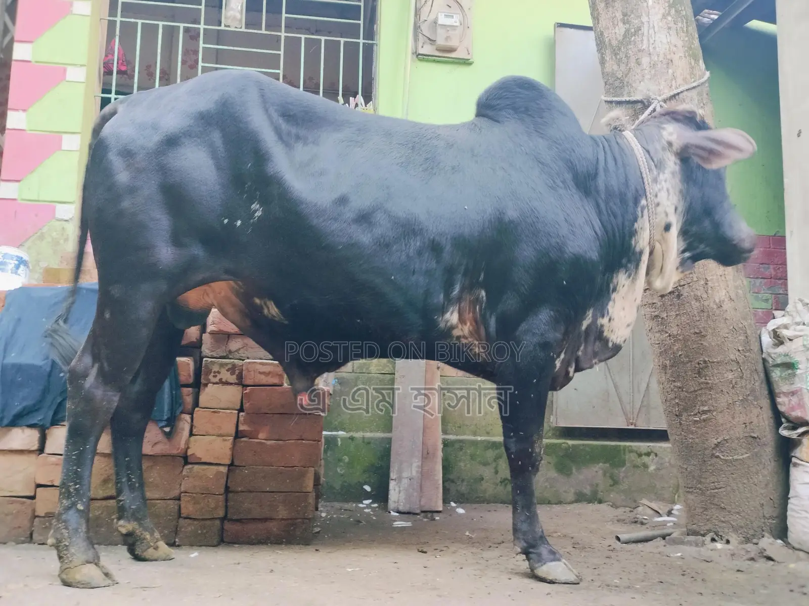 কুরবানির গরু
