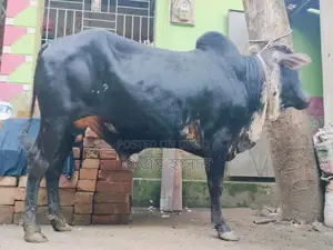 কুরবানির গরু