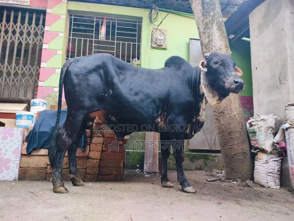 কুরবানির গরু