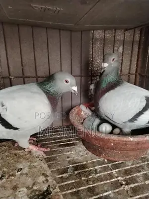 Rate Checker, Sabji, Grizzle, Pied, Marksi Pigeons