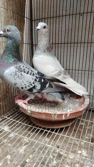 Rate Checker, Sabji, Grizzle, Pied, Marksi Pigeons