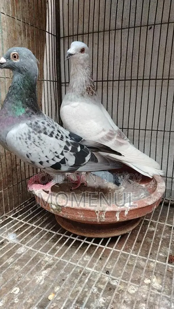 Rate Checker, Sabji, Grizzle, Pied, Marksi Pigeons