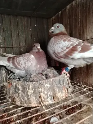 Rate Checker, Sabji, Grizzle, Pied, Marksi Pigeons