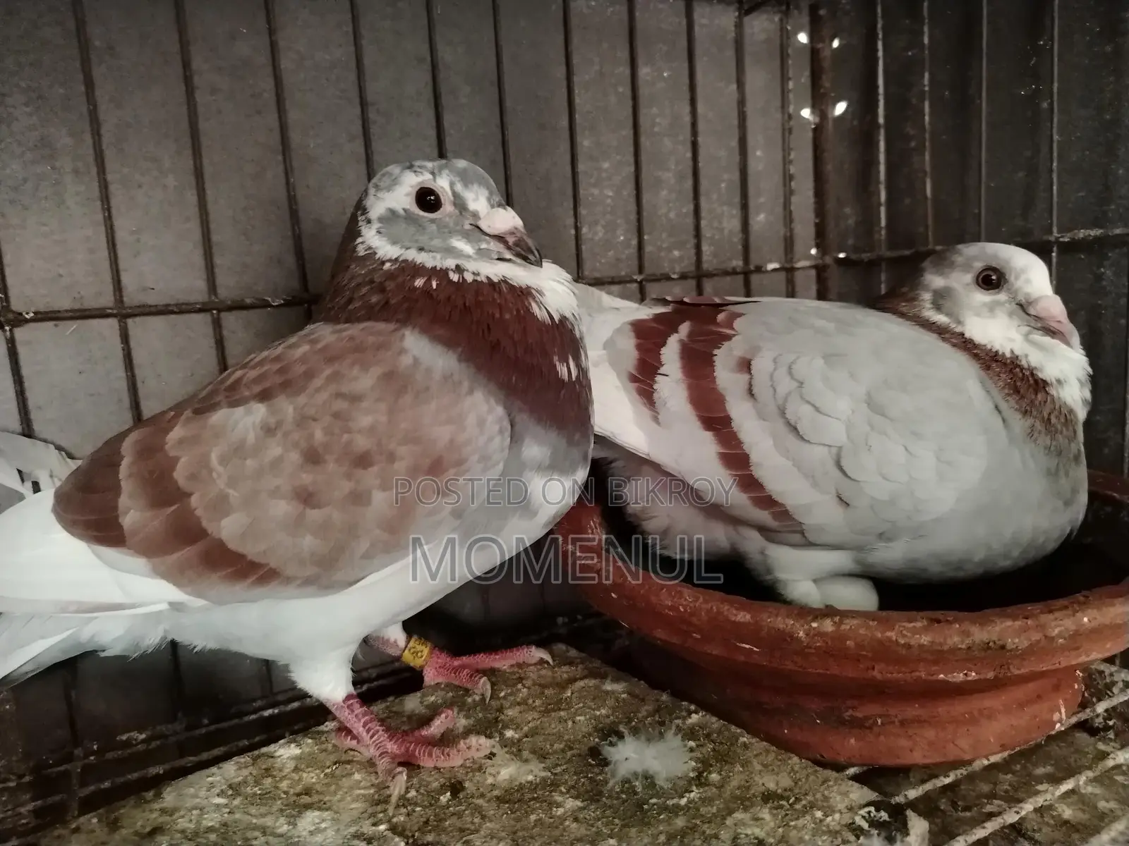 Rate Checker, Sabji, Grizzle, Pied, Marksi Pigeons