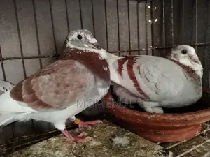 Rate Checker, Sabji, Grizzle, Pied, Marksi Pigeons