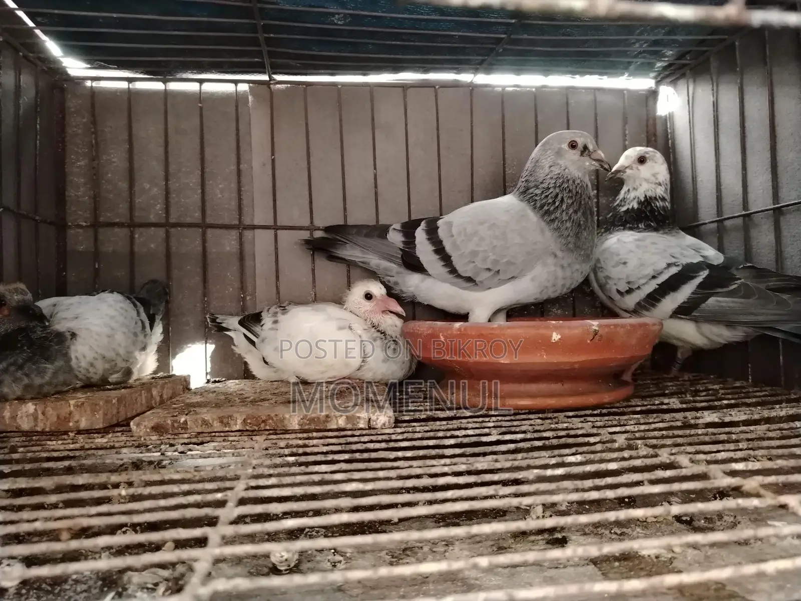 Rate Checker, Sabji, Grizzle, Pied, Marksi Pigeons