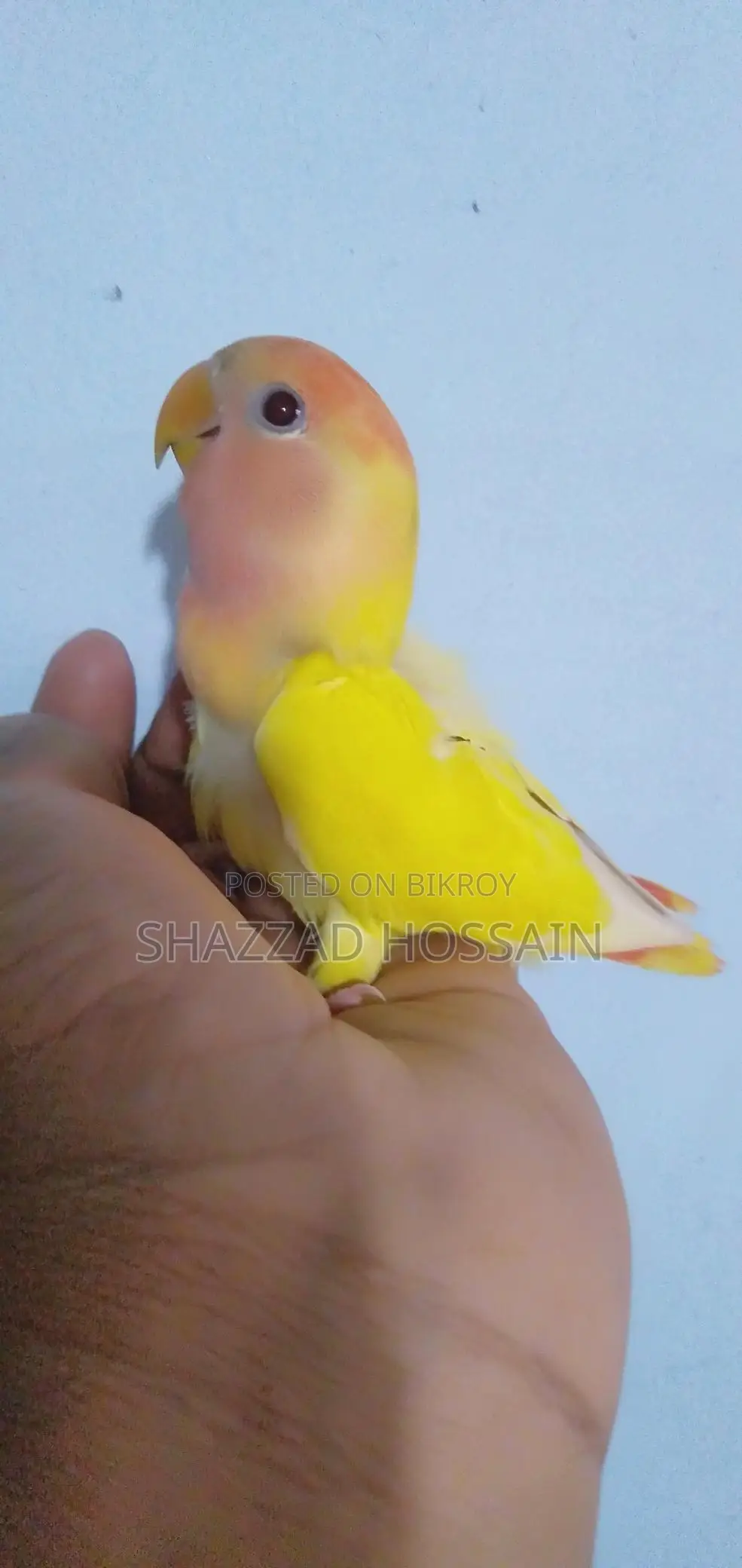 Love Bird Red Head Opline Baby