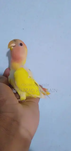 Love Bird Red Head Opline Baby