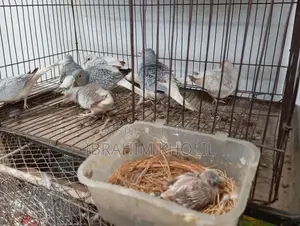 Diamond Dove