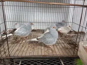 Diamond Dove