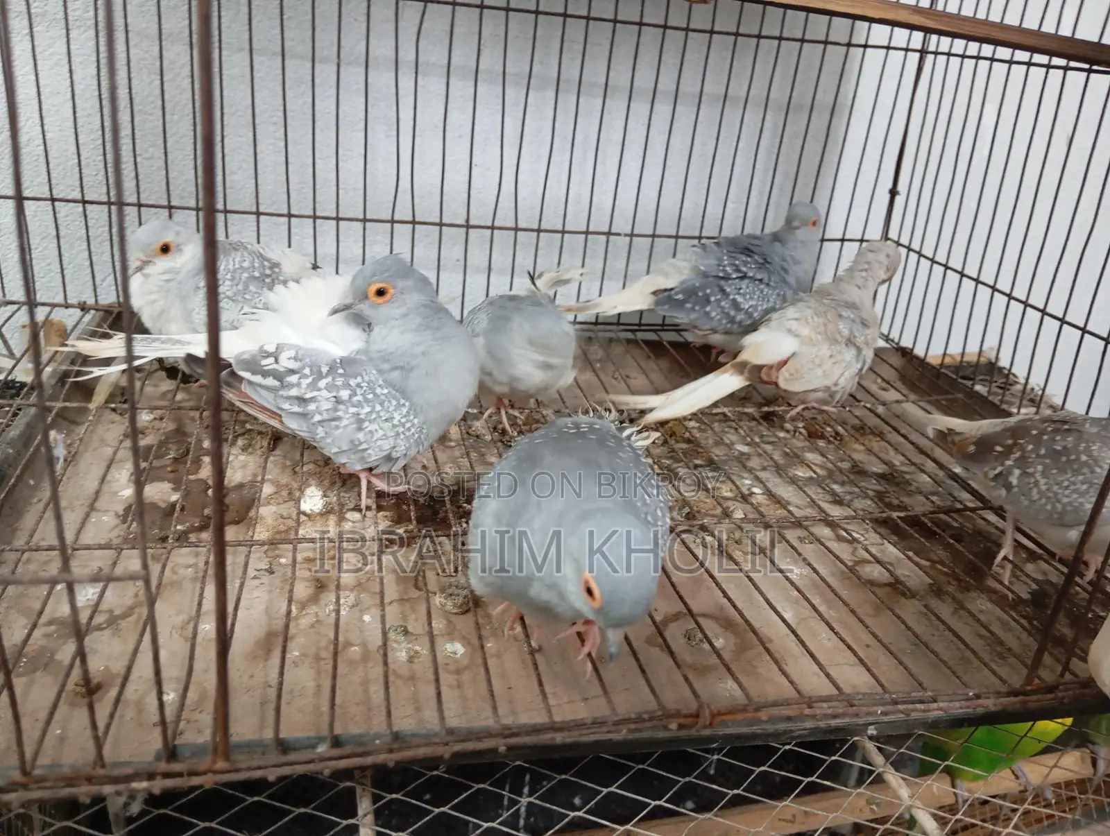Diamond Dove