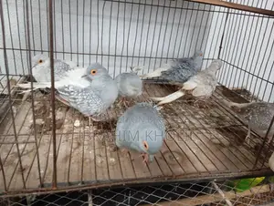 Diamond Dove