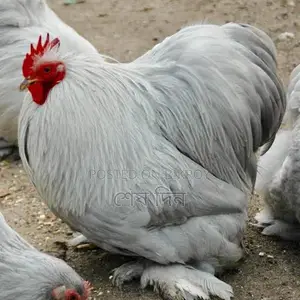 cochin murgi