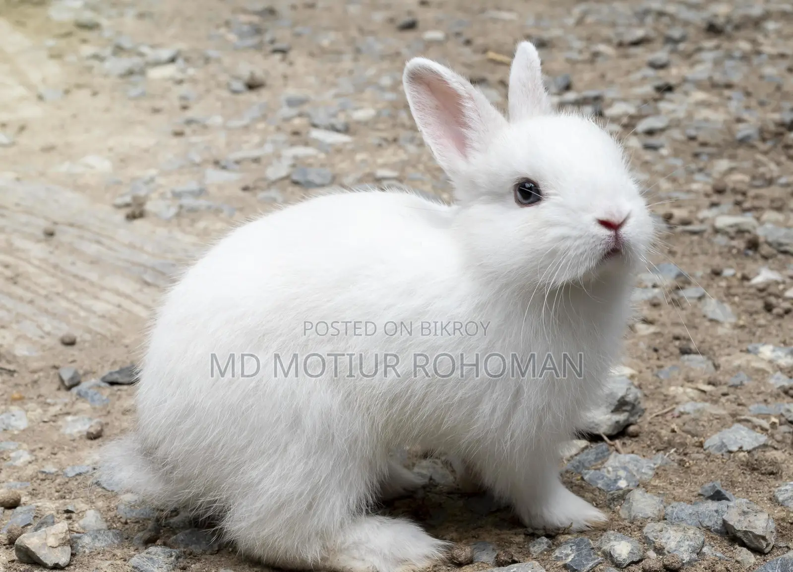 Rabbit Bunny