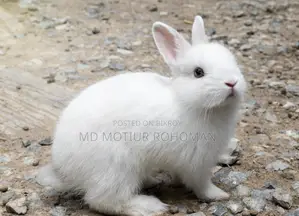 Rabbit Bunny