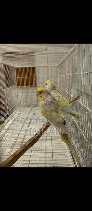 Budgerigar