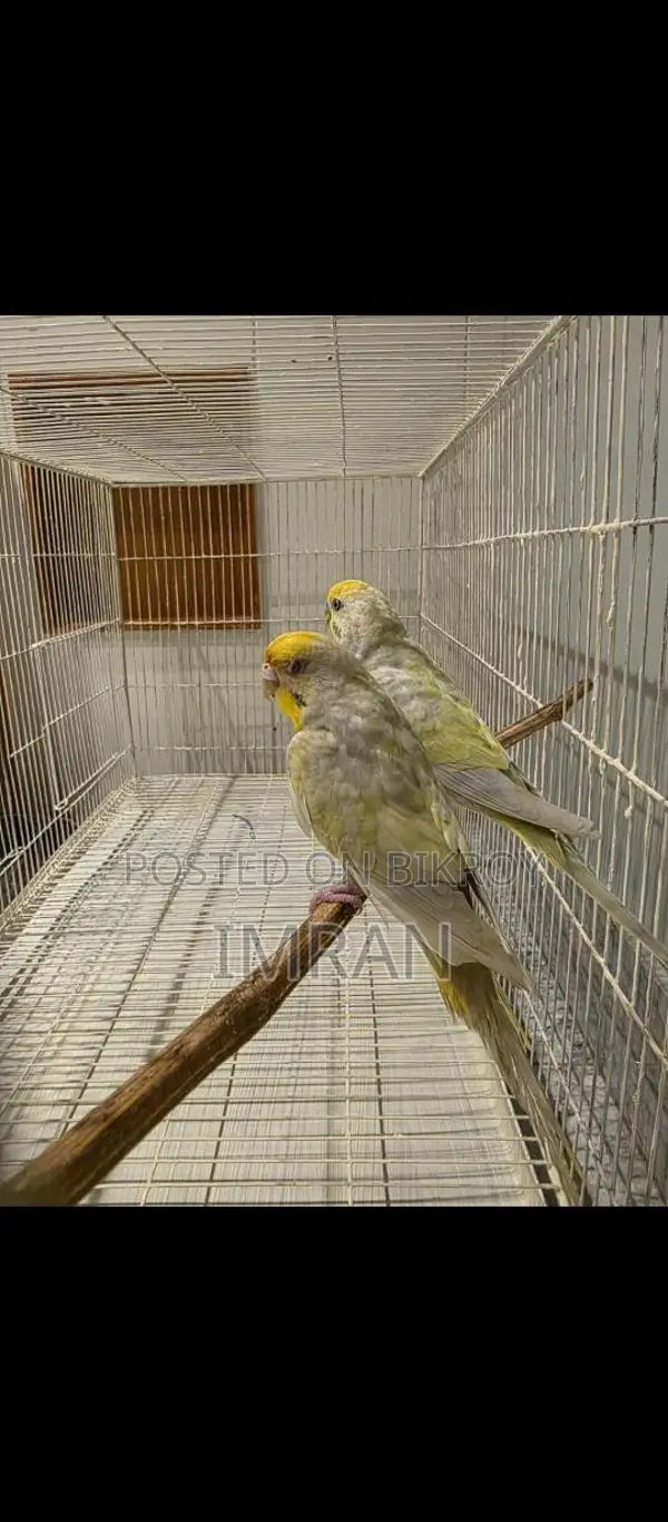 Budgerigar