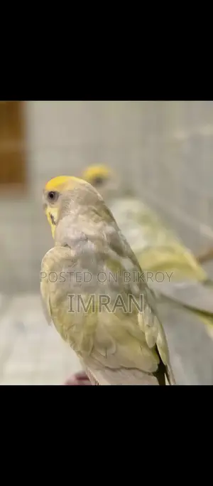 Budgerigar