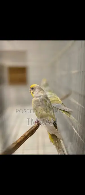 Budgerigar