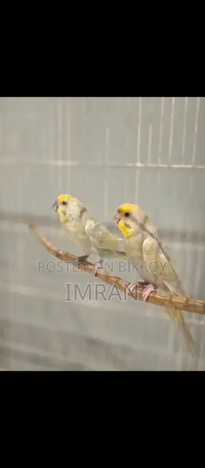 Budgerigar