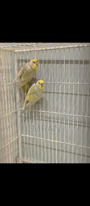 Budgerigar