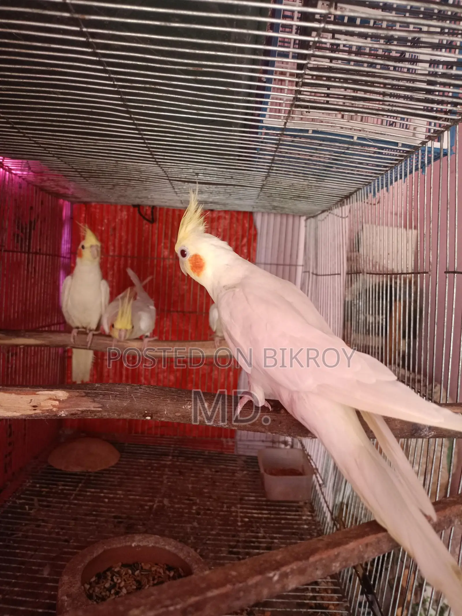 Lutino Cockatiel Bird